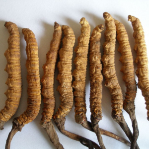 Thần Dược Của Thiên Nhiên Đông Trùng Hạ Thảo